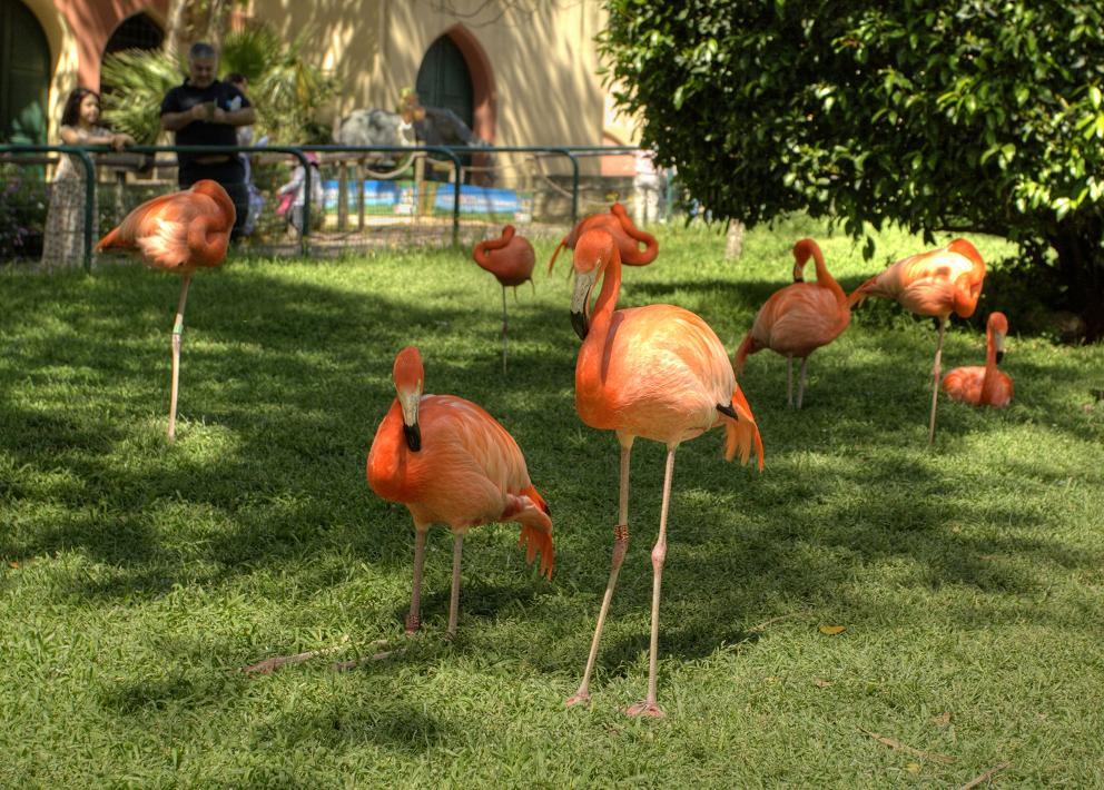: Flamingo. Lisboa.