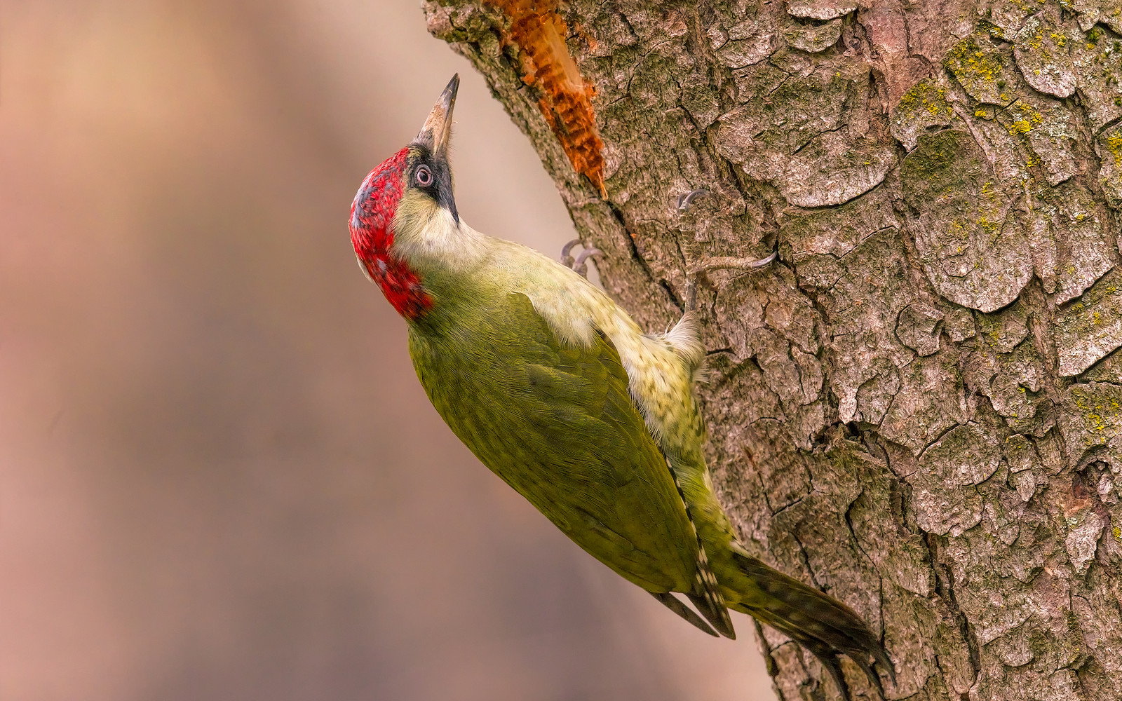 : Green woodpecker