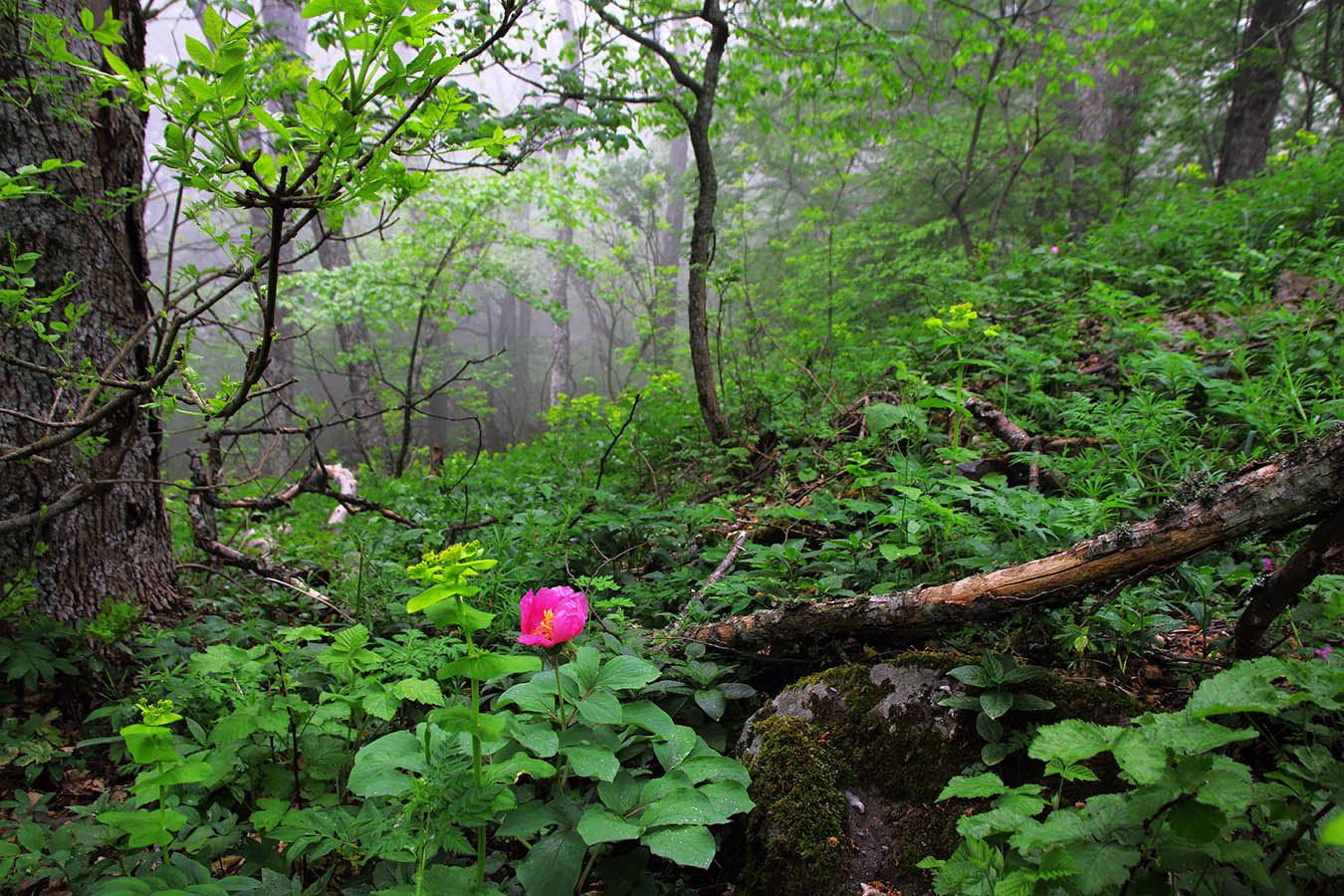 Мартьяновского лес Крым
