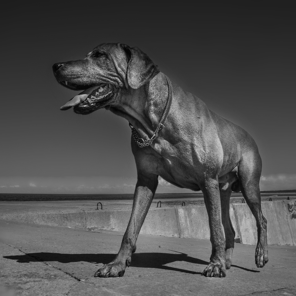 : Ridgeback 