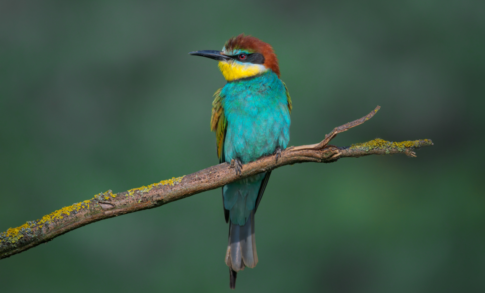 : Golden bee-eater