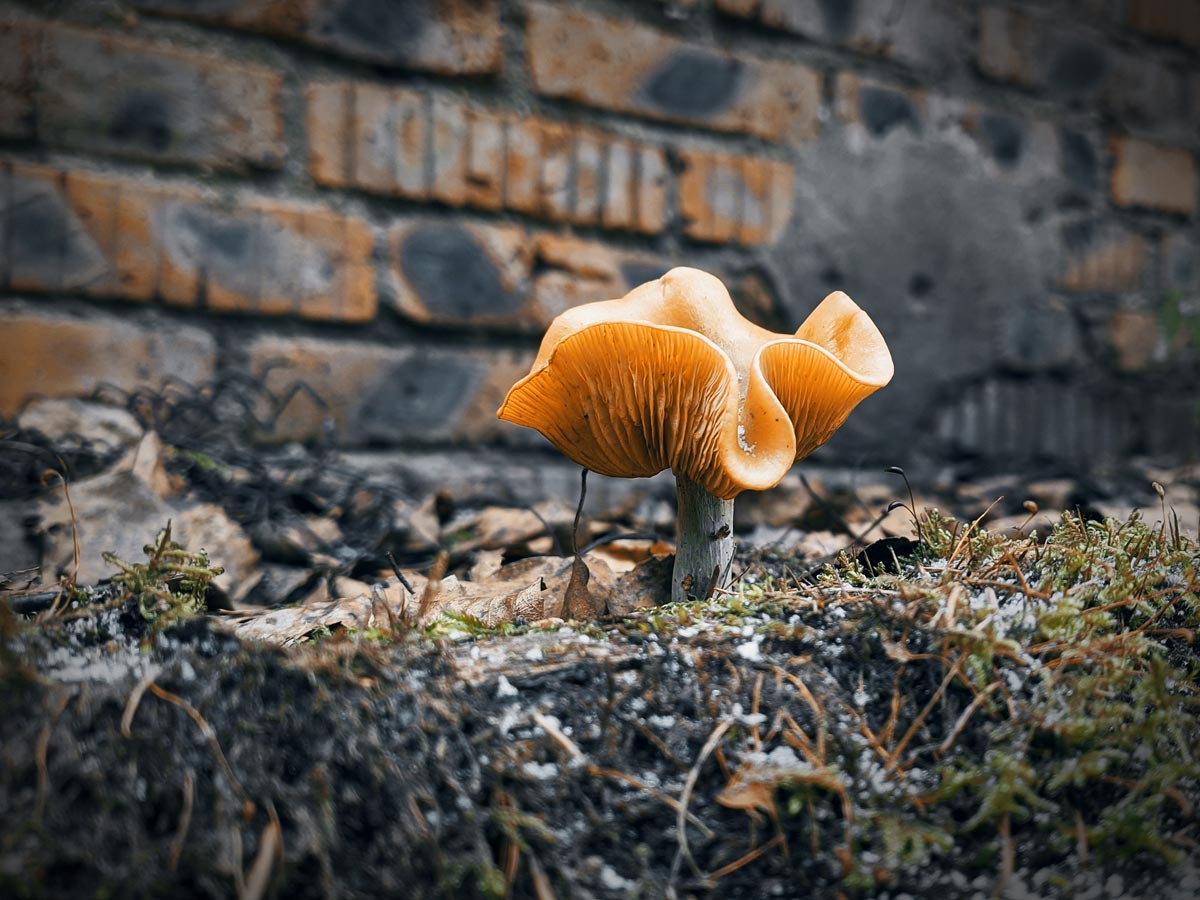 : Frozen mushroom