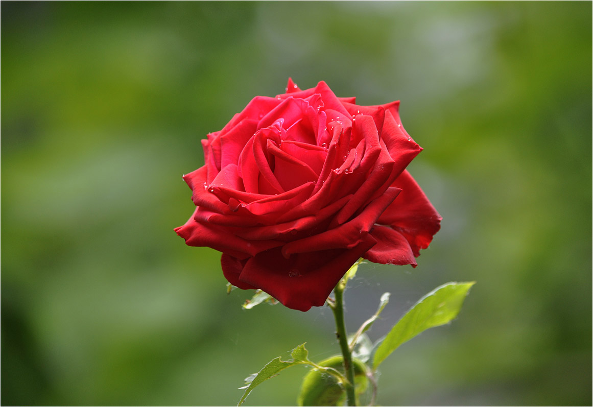 Флора: Роза