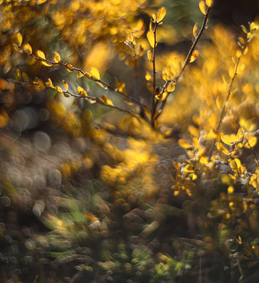 Флора: В жёлтых сполохах осени
