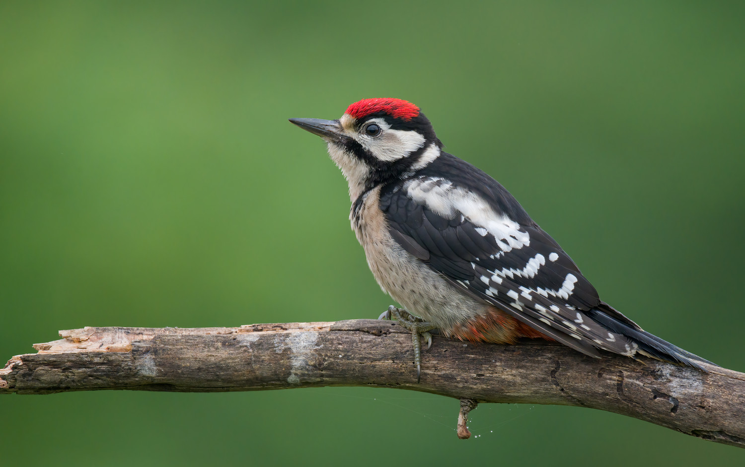 : Great Spotted Woodpecker