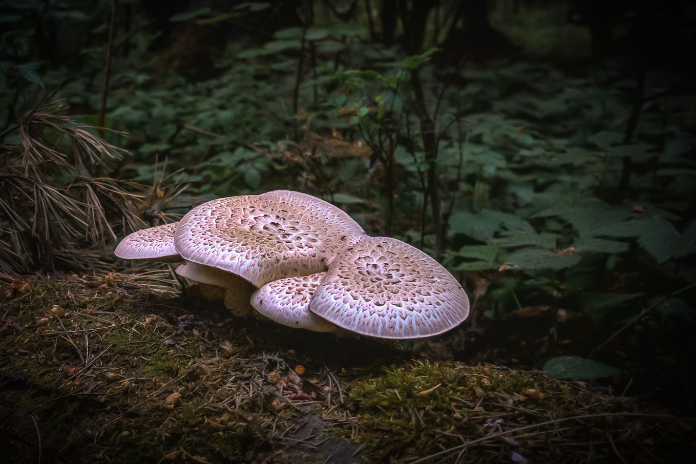 �����: ����������