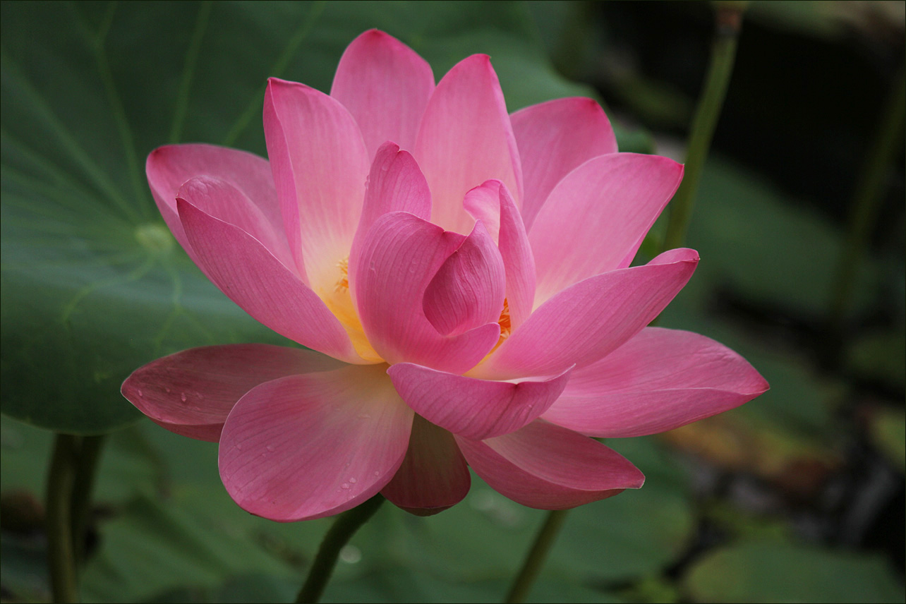 �����: ***