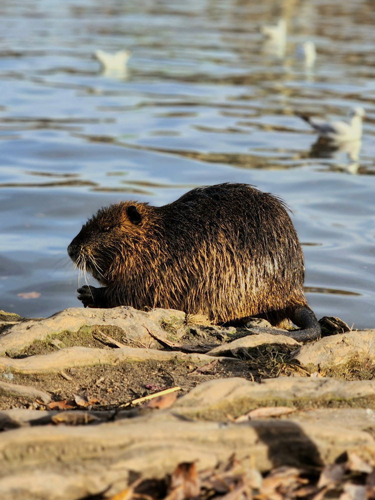 �����: ***