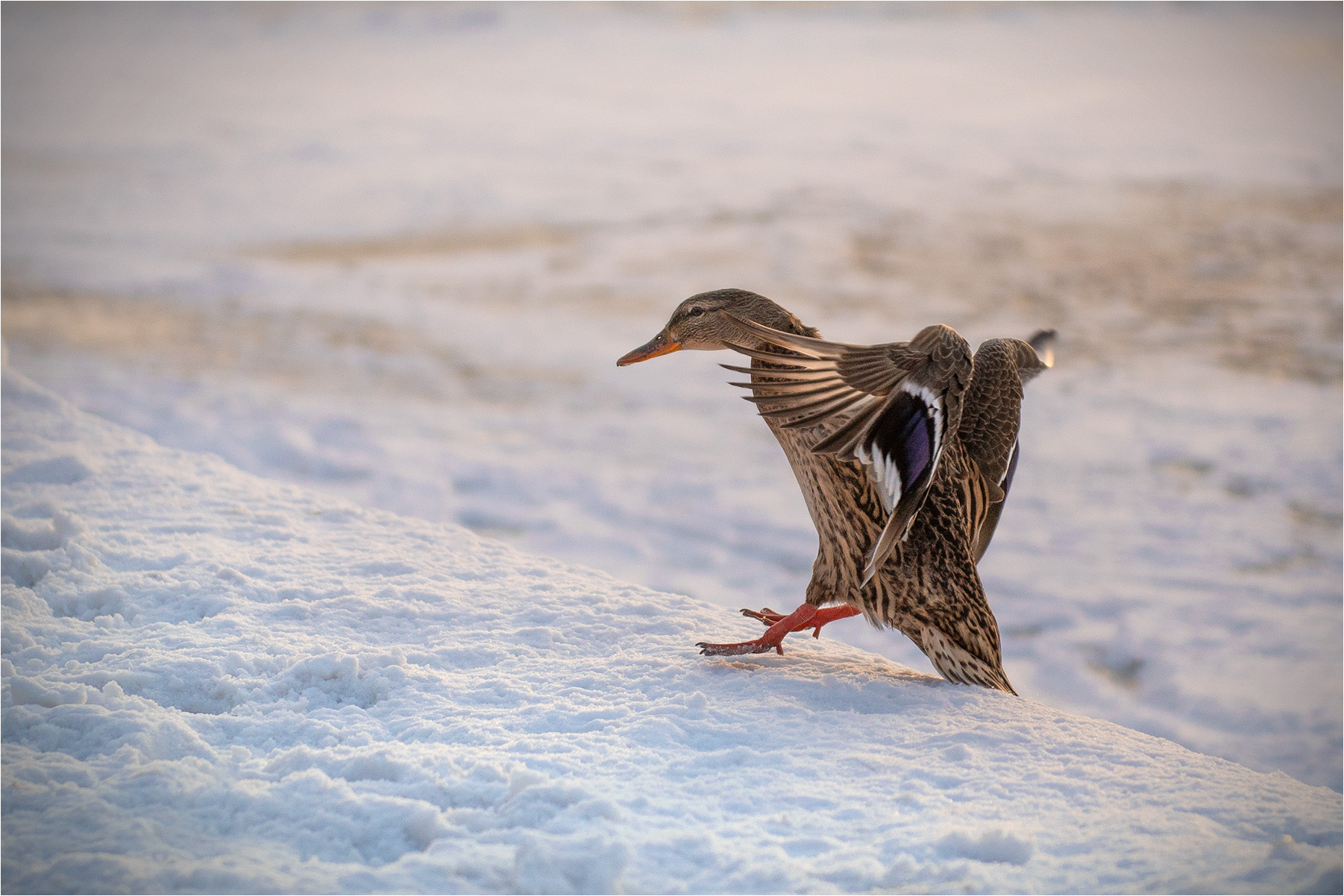 �����: �������� �����