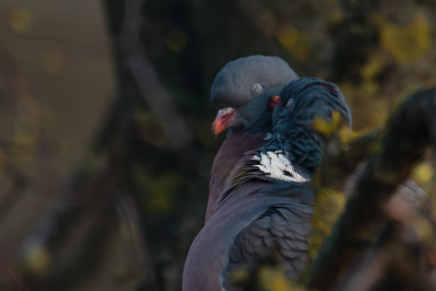 �����: �����