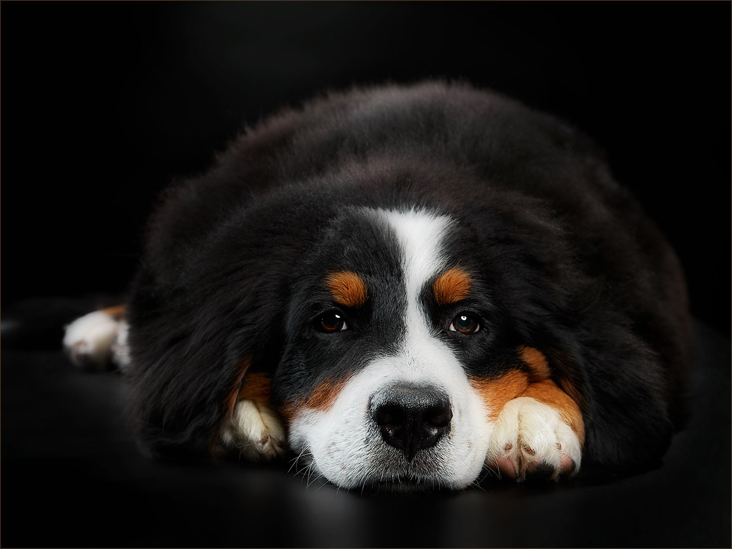 �����: �����