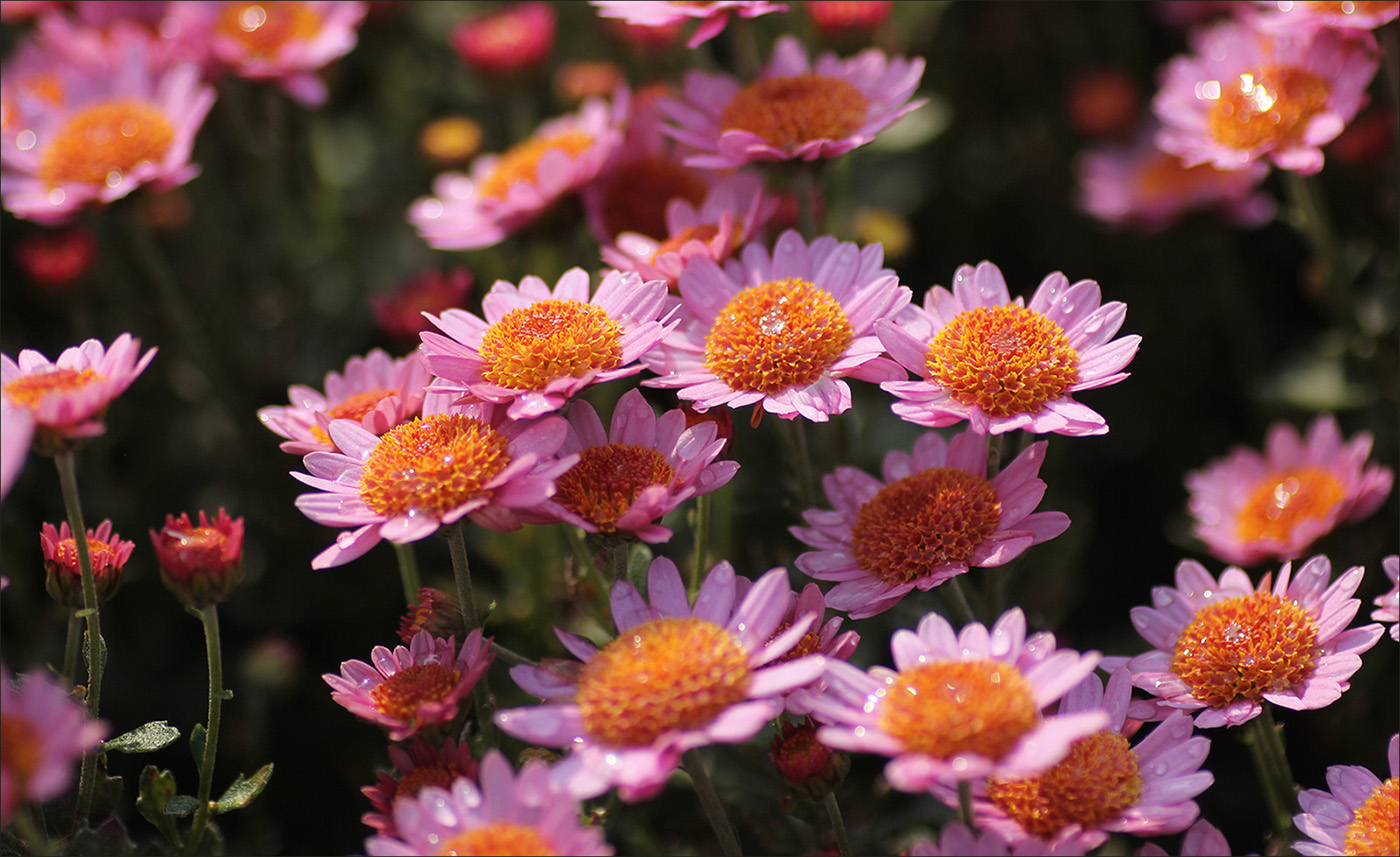 �����: �����������