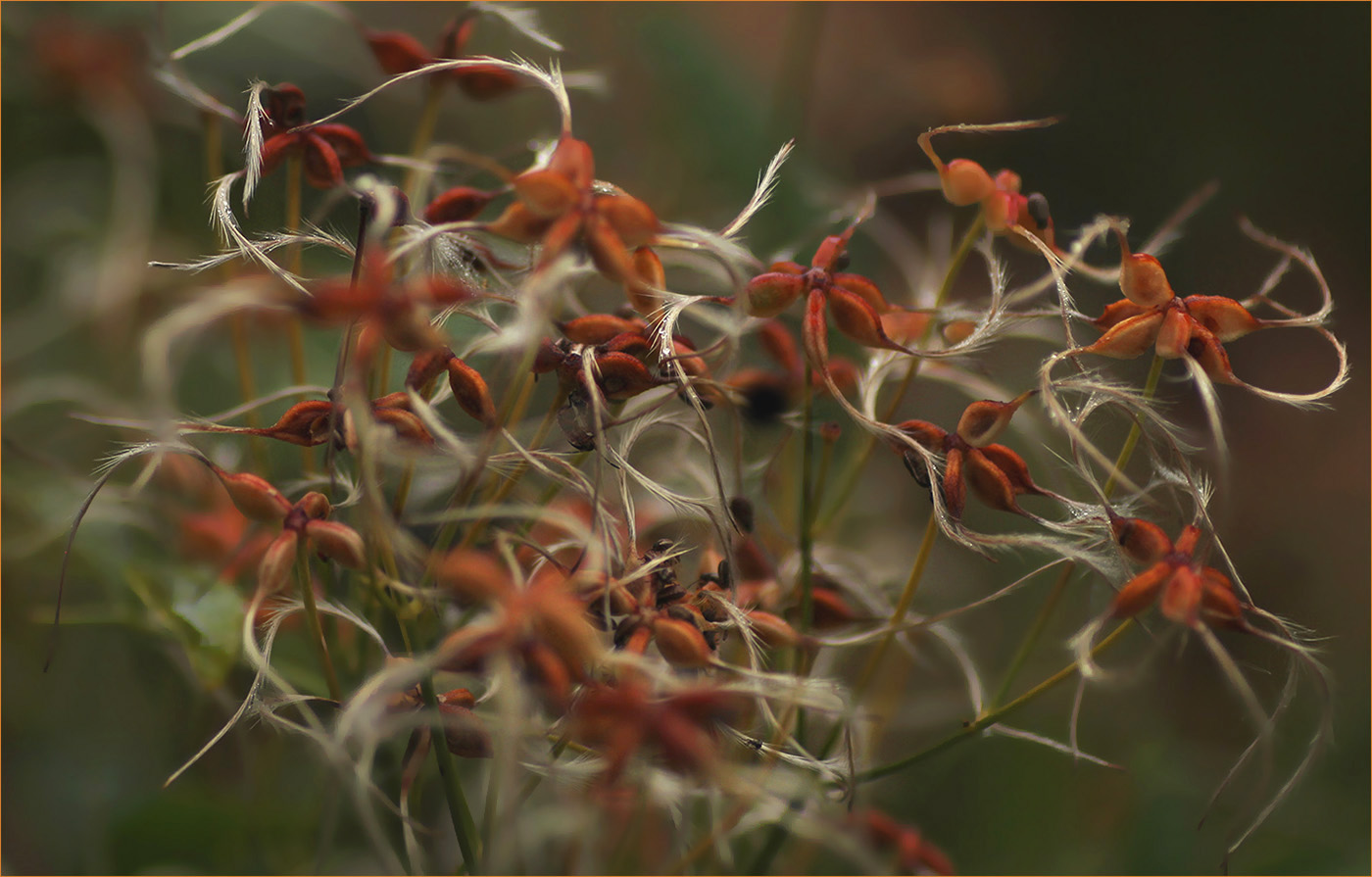 �����: ***