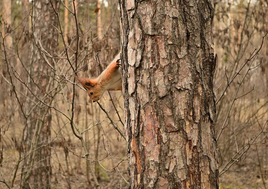 �����: ������� ������.