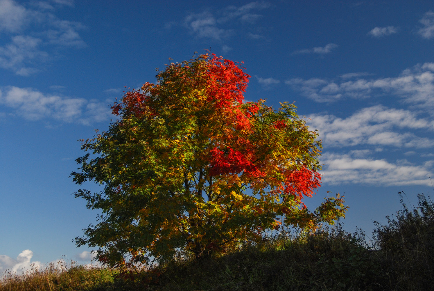 ������: �����