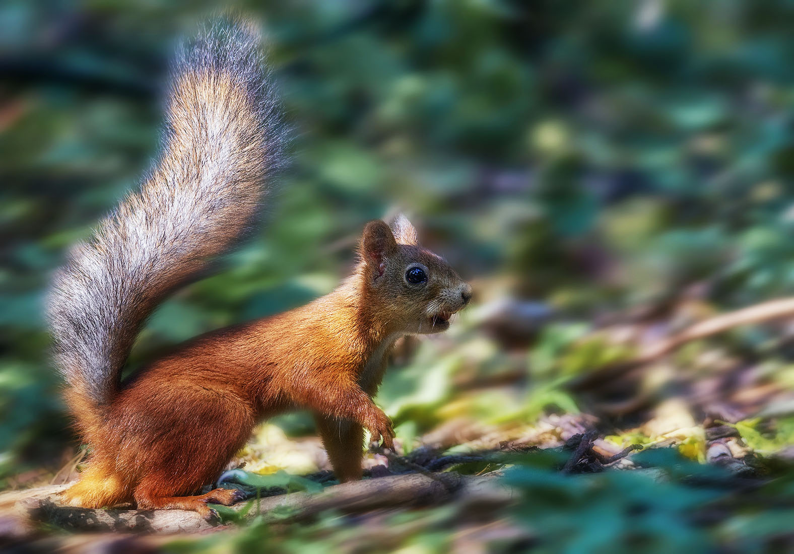 �����: ***