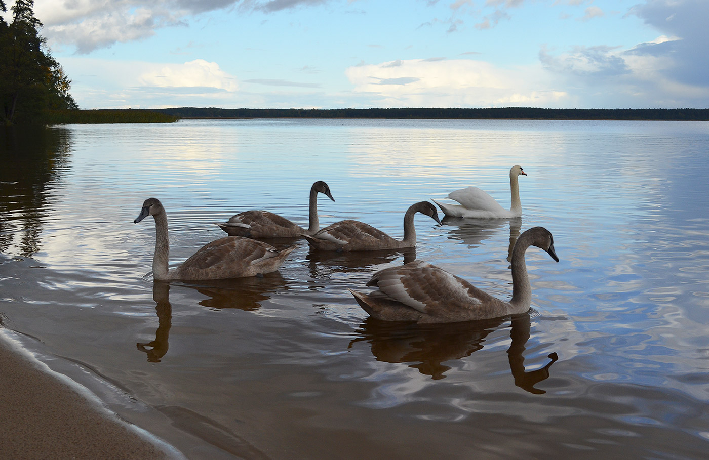 �����: ��������� ����