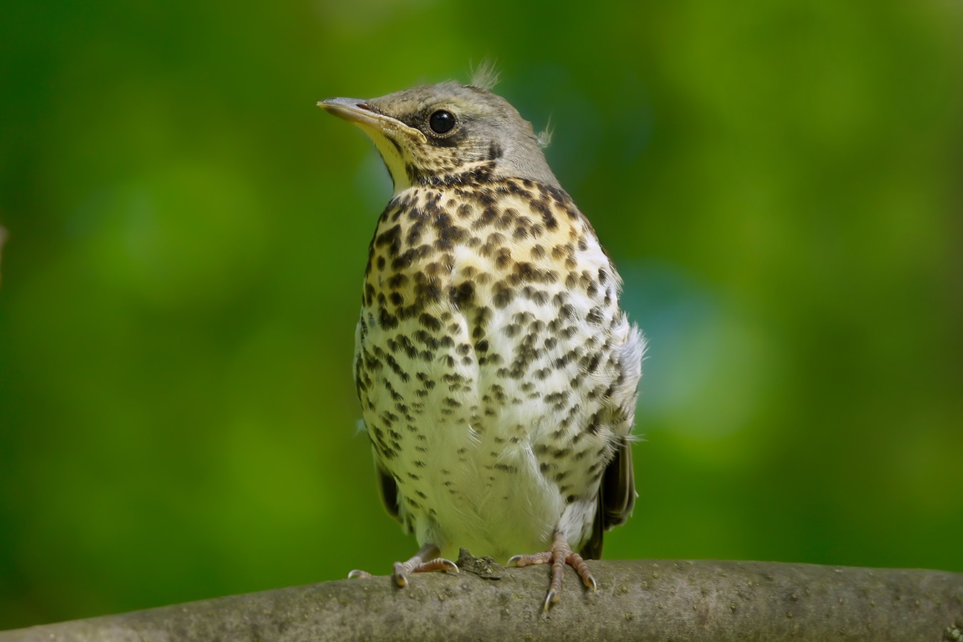 �����: ������ ������