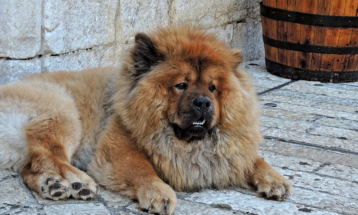 �����: ***