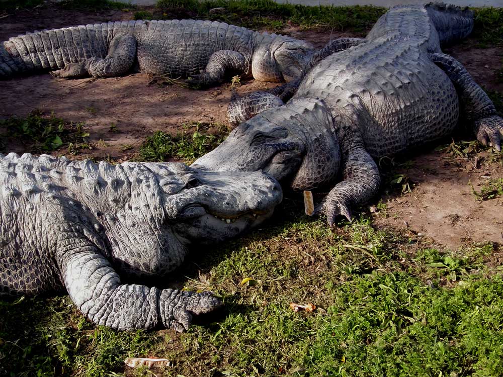 �����: ��������� ���������