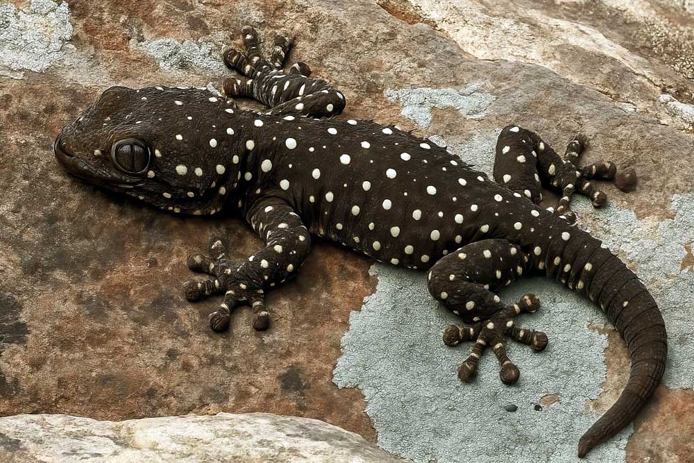 �����: ������