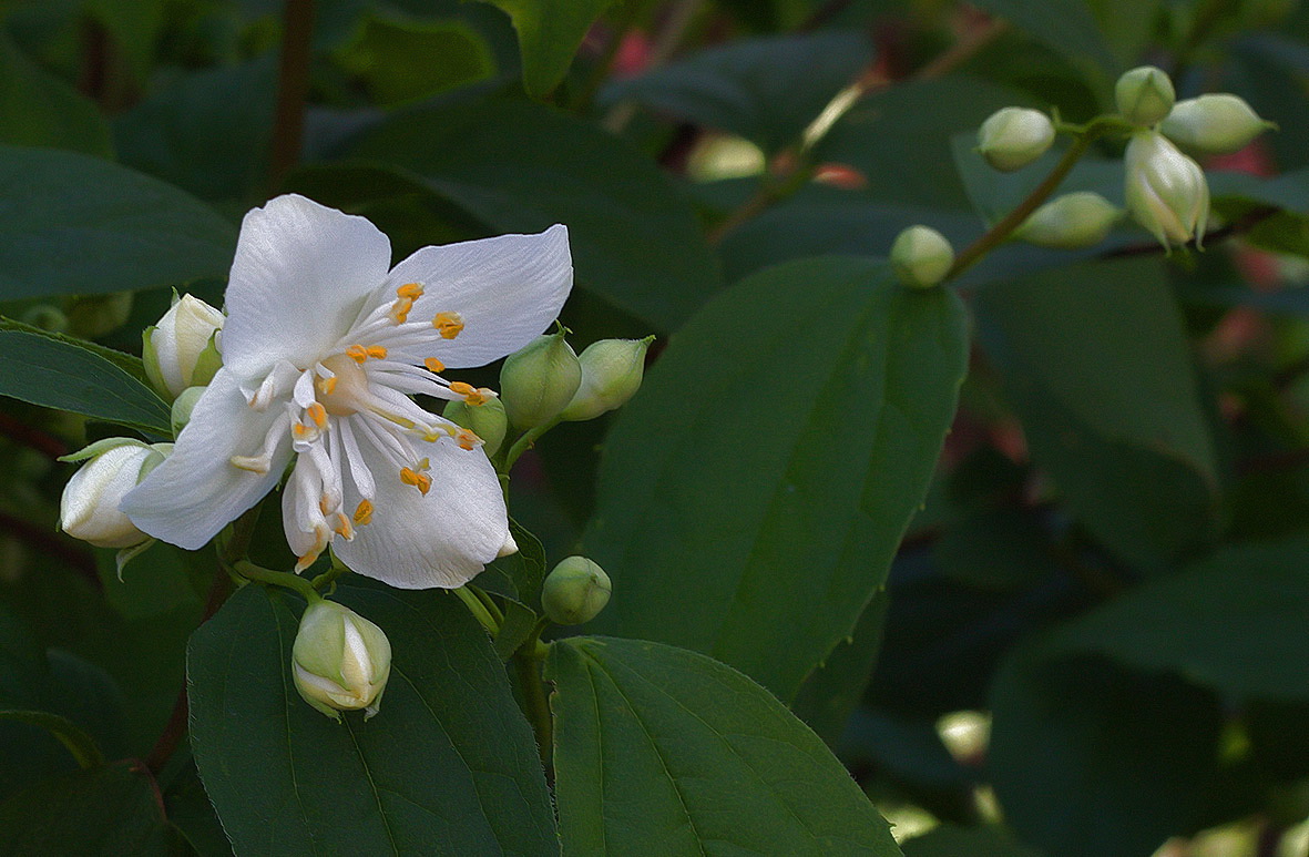 �����: ��������