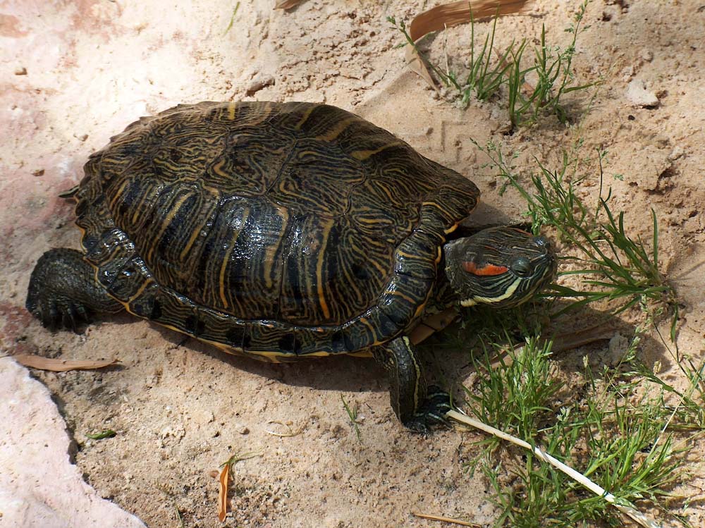 �����: ���������� ��������