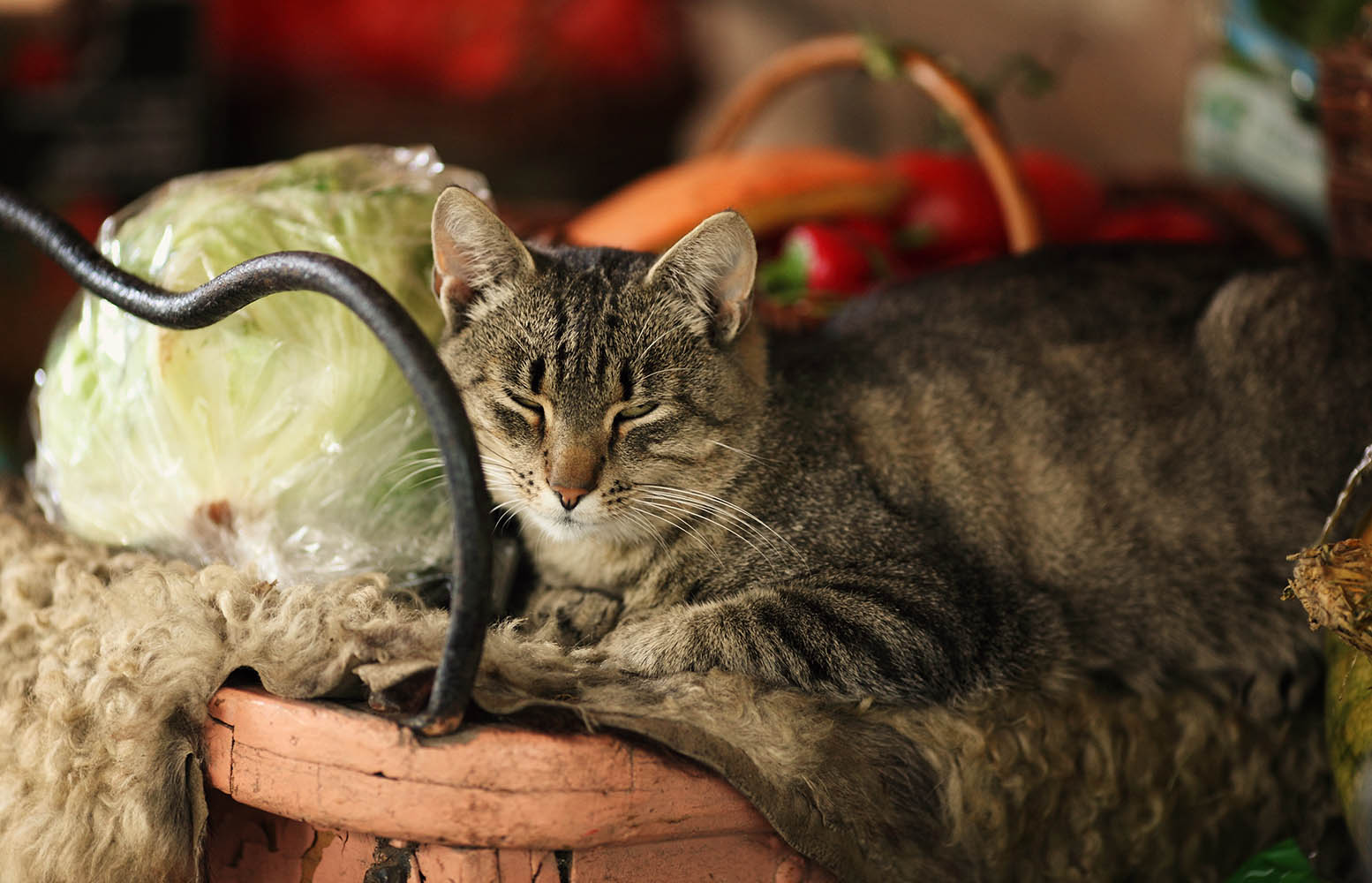 �����: ������