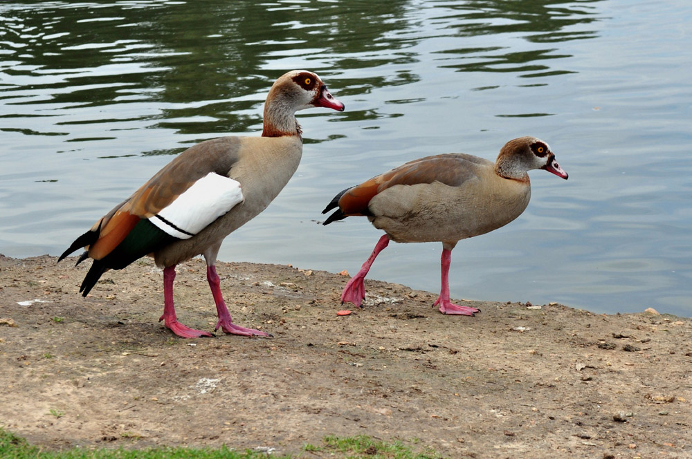 �����: ������ ����� ���������