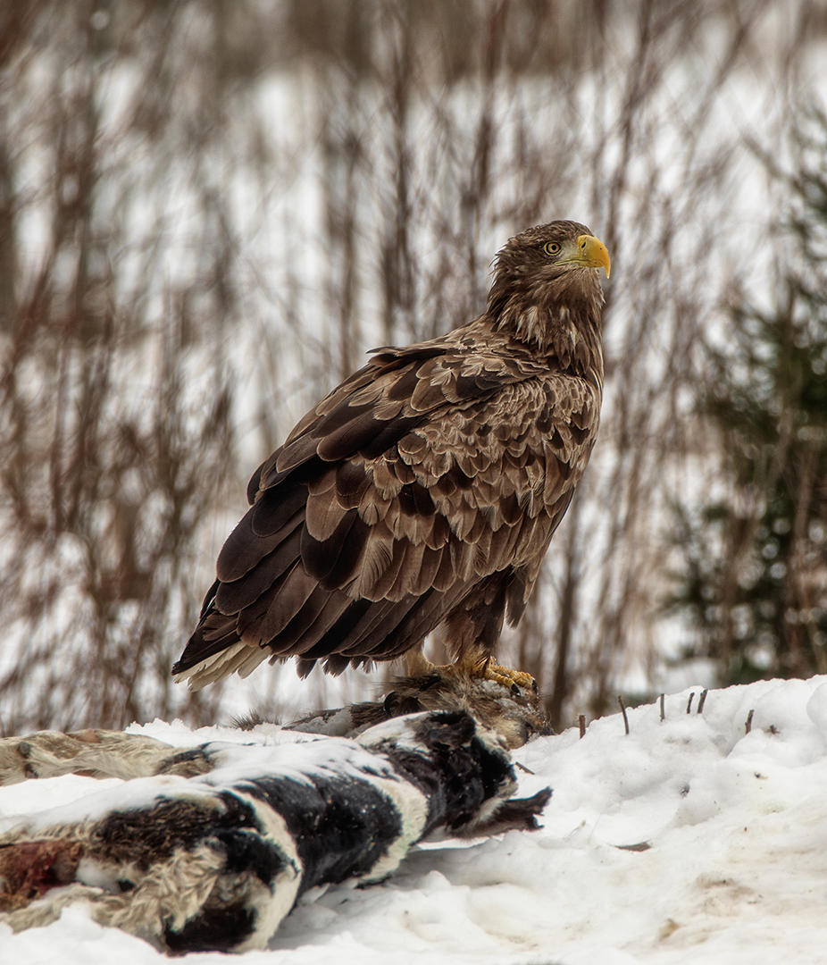 �����: ����������� �����