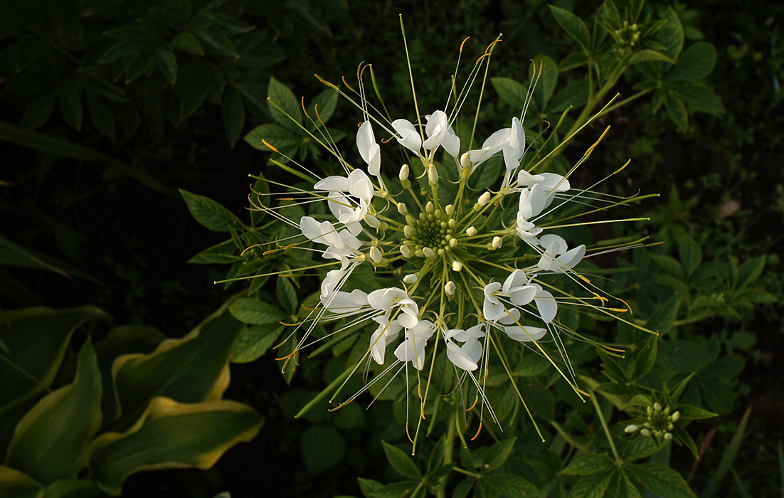 �����: �������