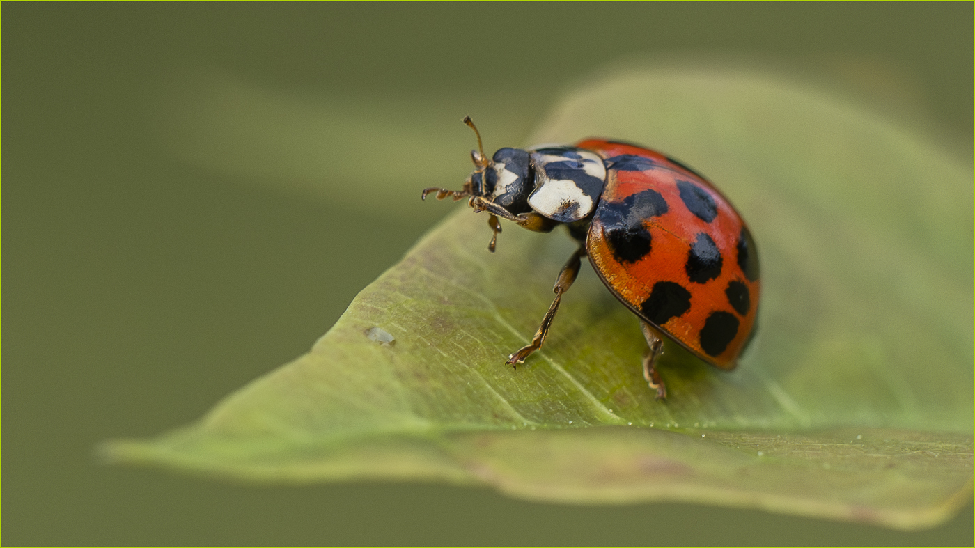 �����/����: ������