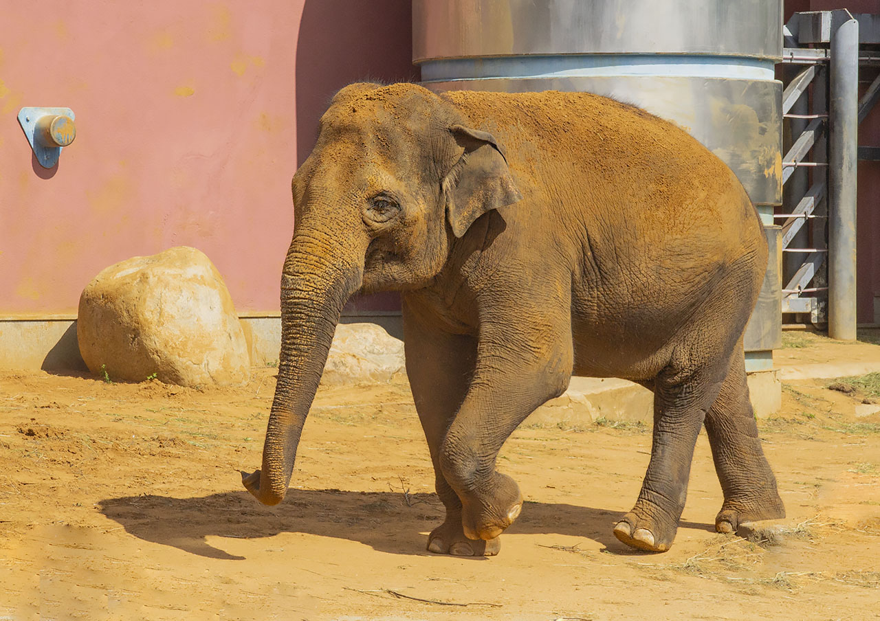 �����: ***