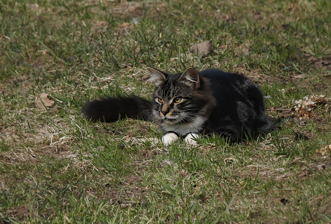 �����: ����.