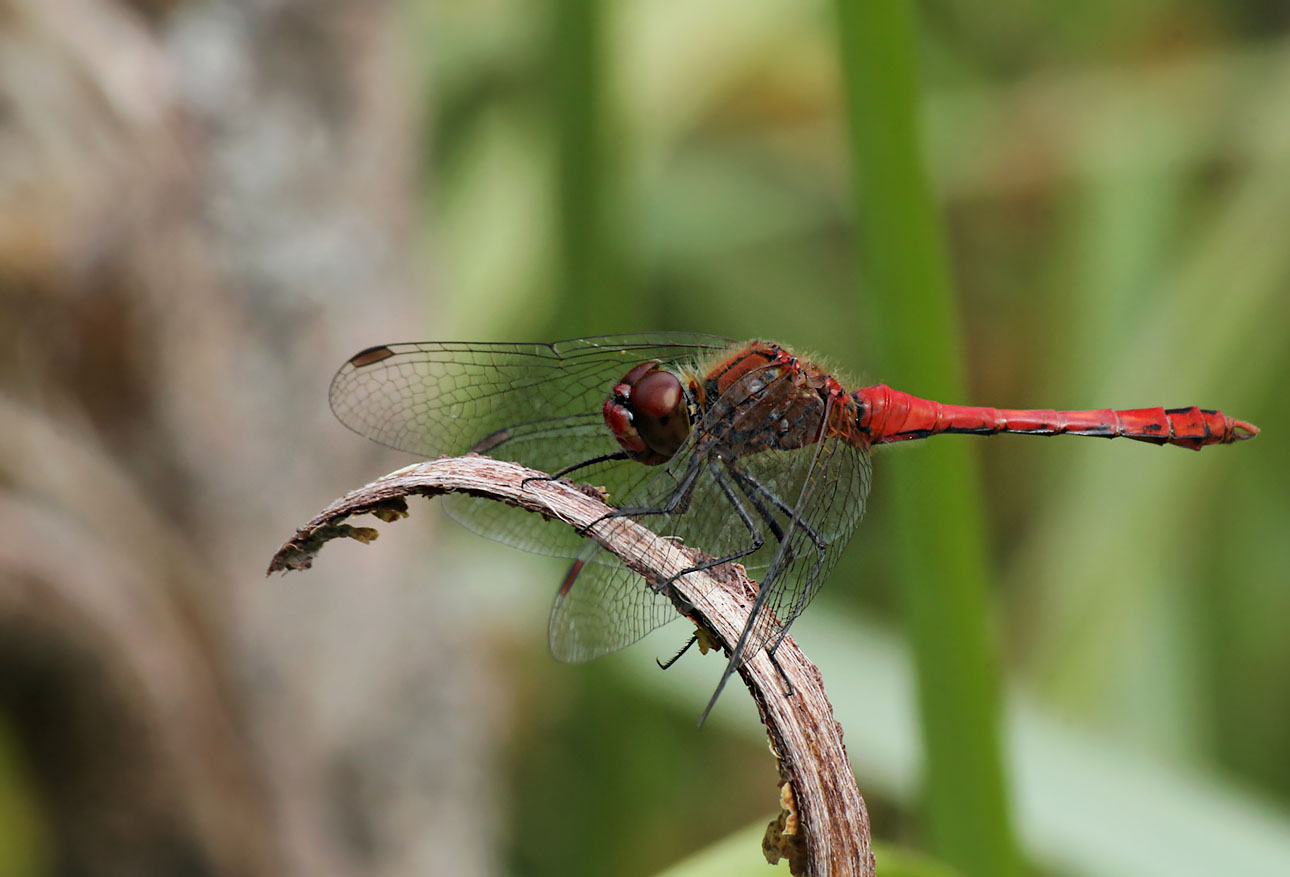 �����/����: ***