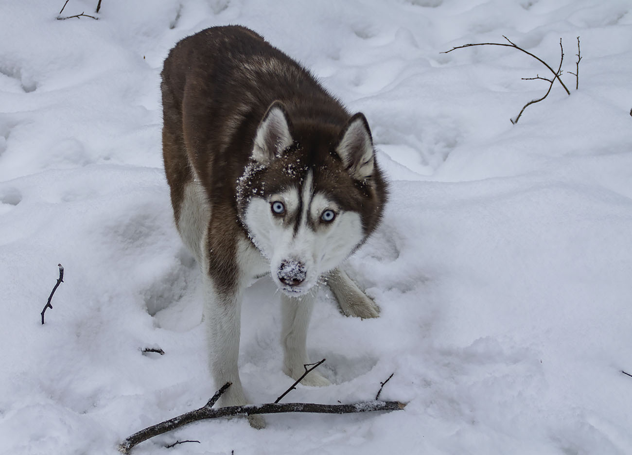 �����: ***