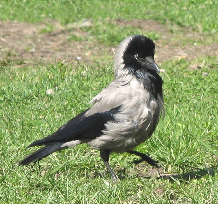 �����: ���������