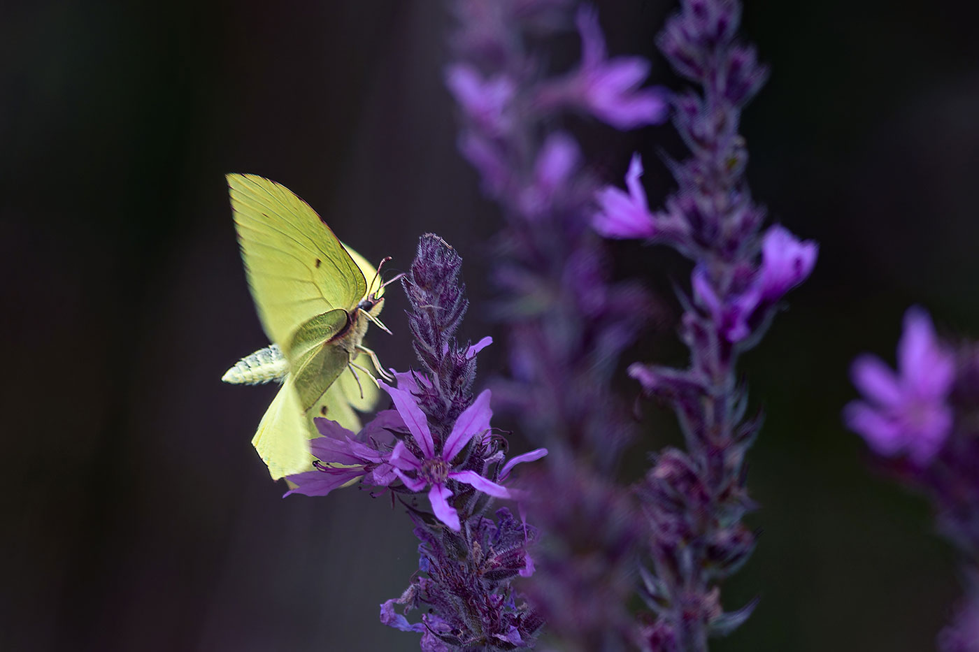 �����/����: ����