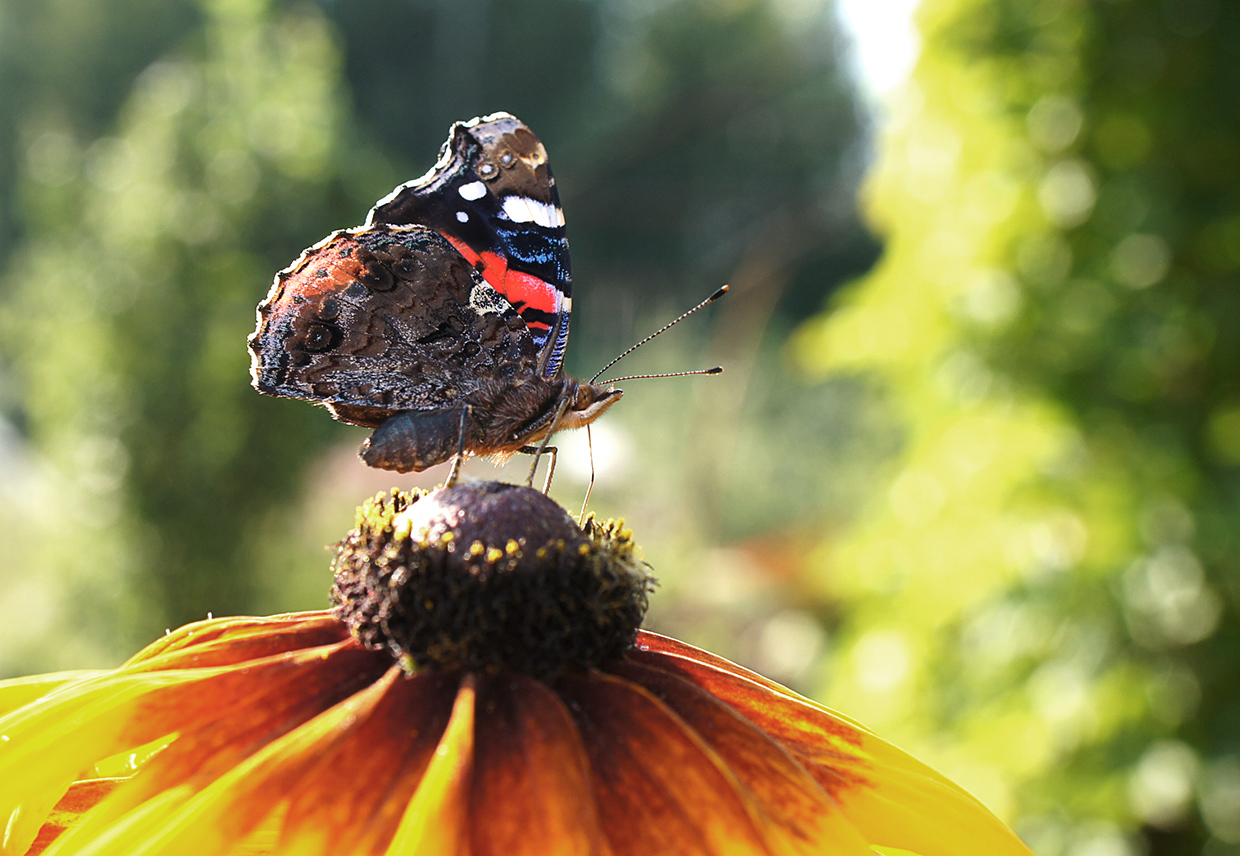 �����/����: */*