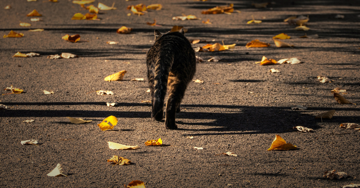 �����: ... ������