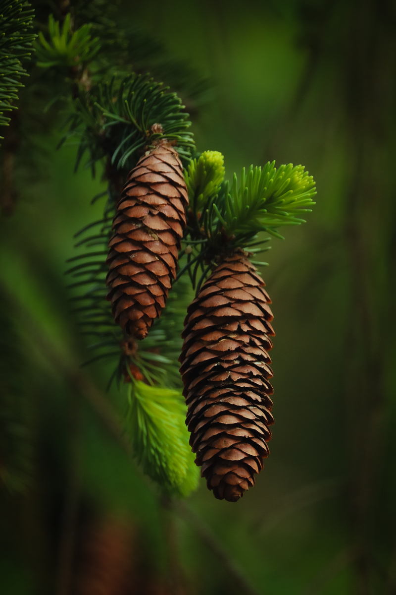 �����: ��� ���������