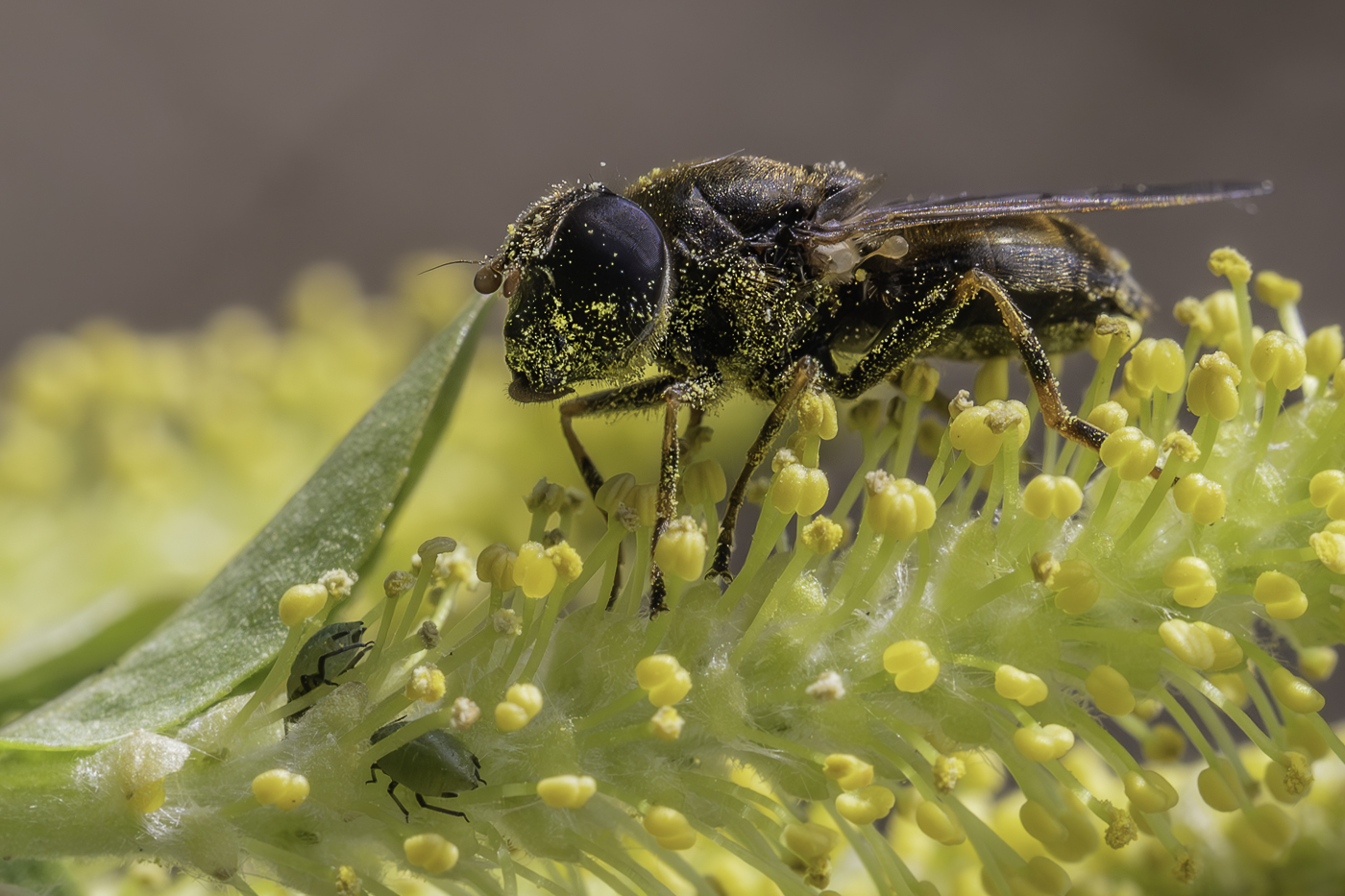 �����/����: ��������