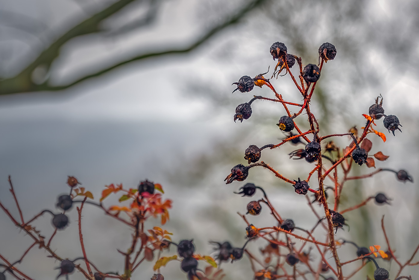 ������: ���������