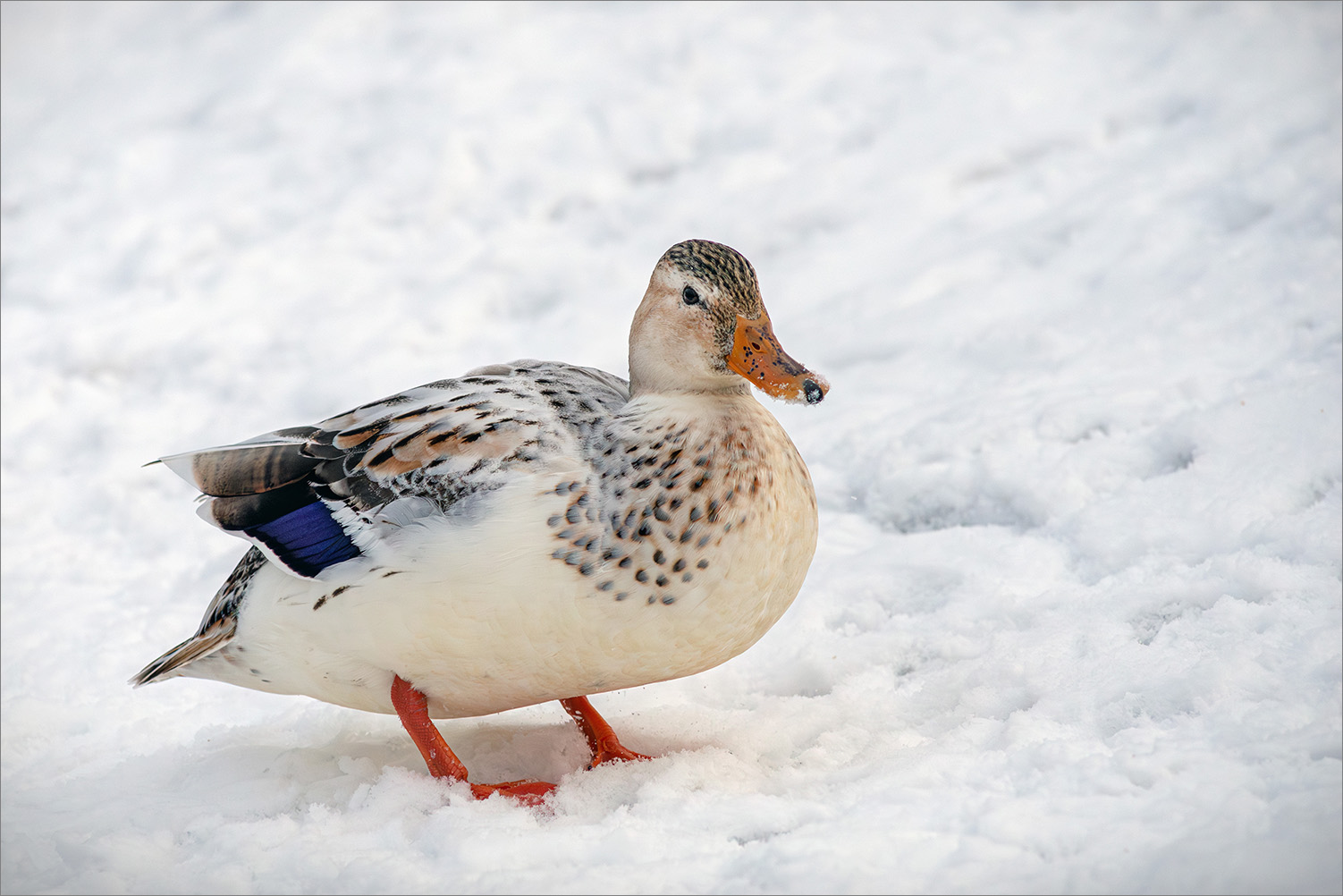 �����: ������... ����