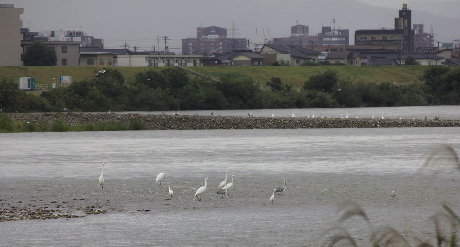 �����: �����