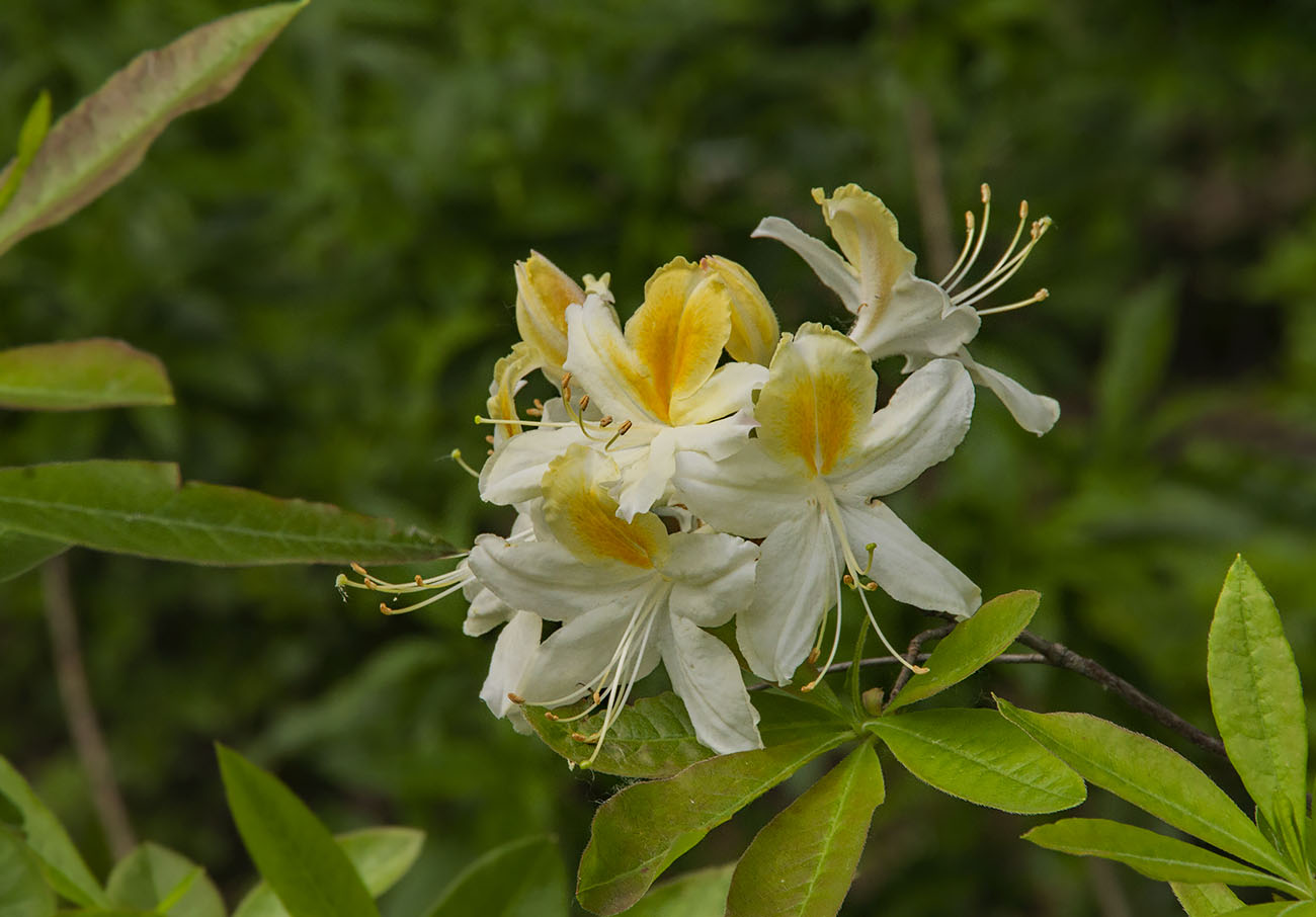 �����: �����������.