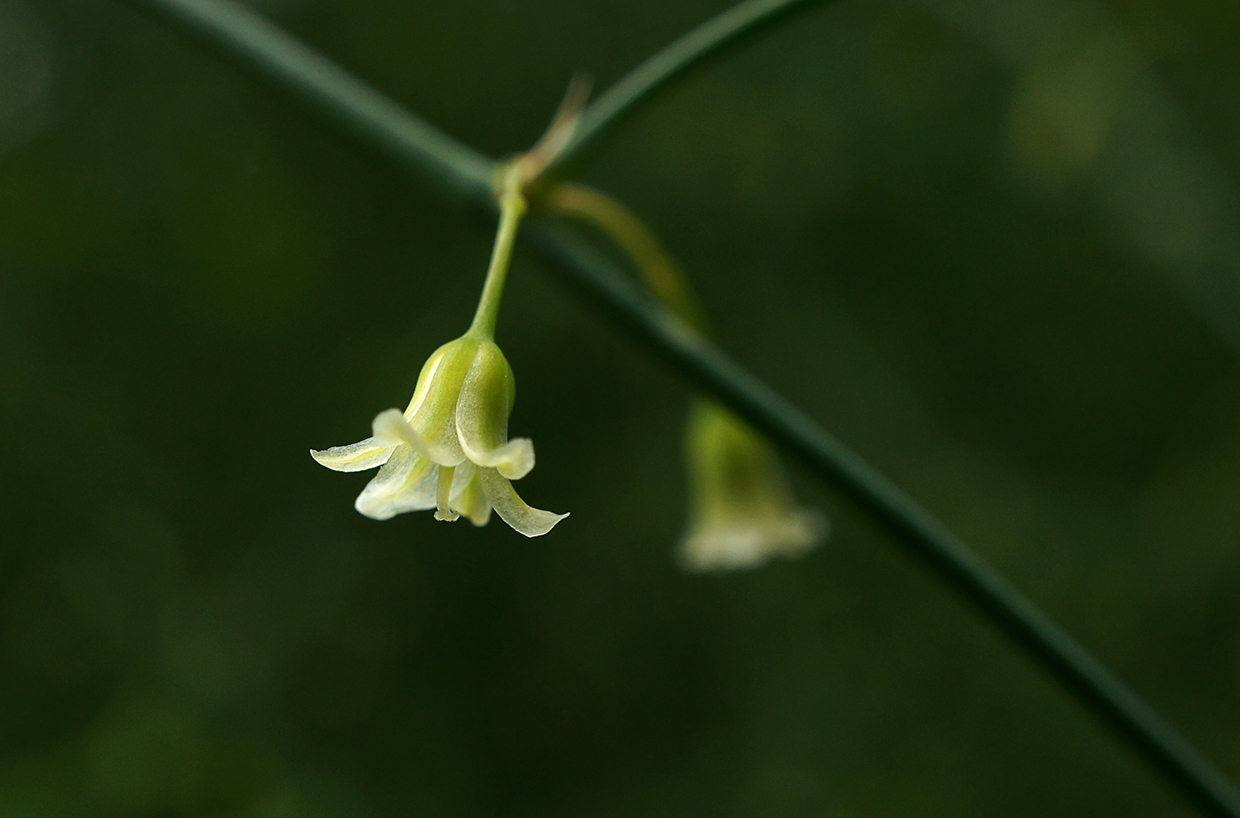 �����: ***