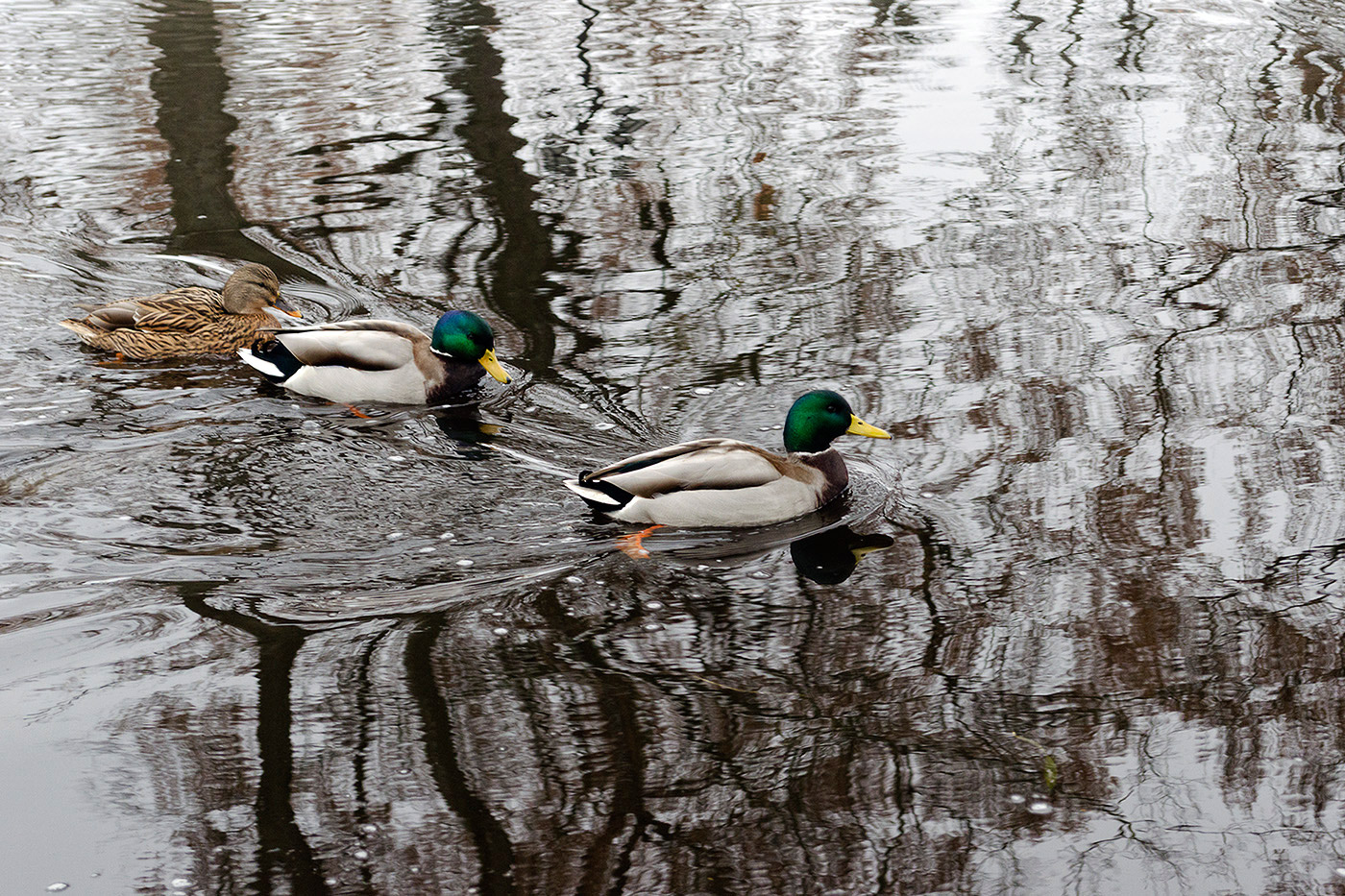 �����: ***