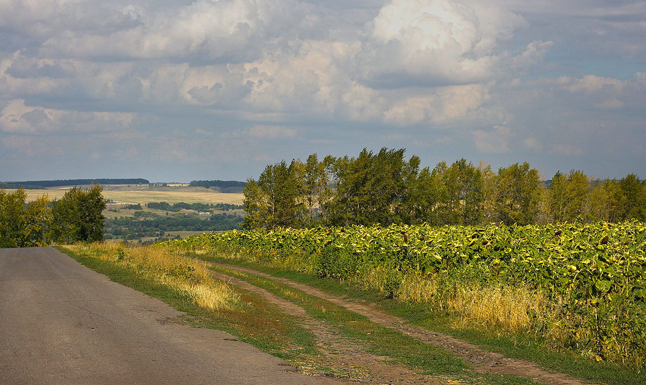 ������:  ������������