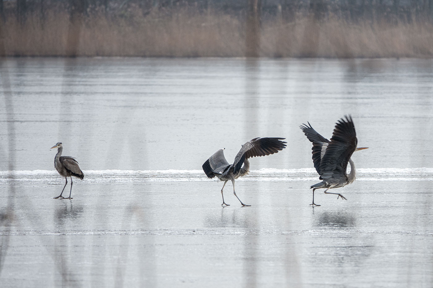 �����: ��������� �����������:)